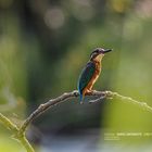 Kingfisher