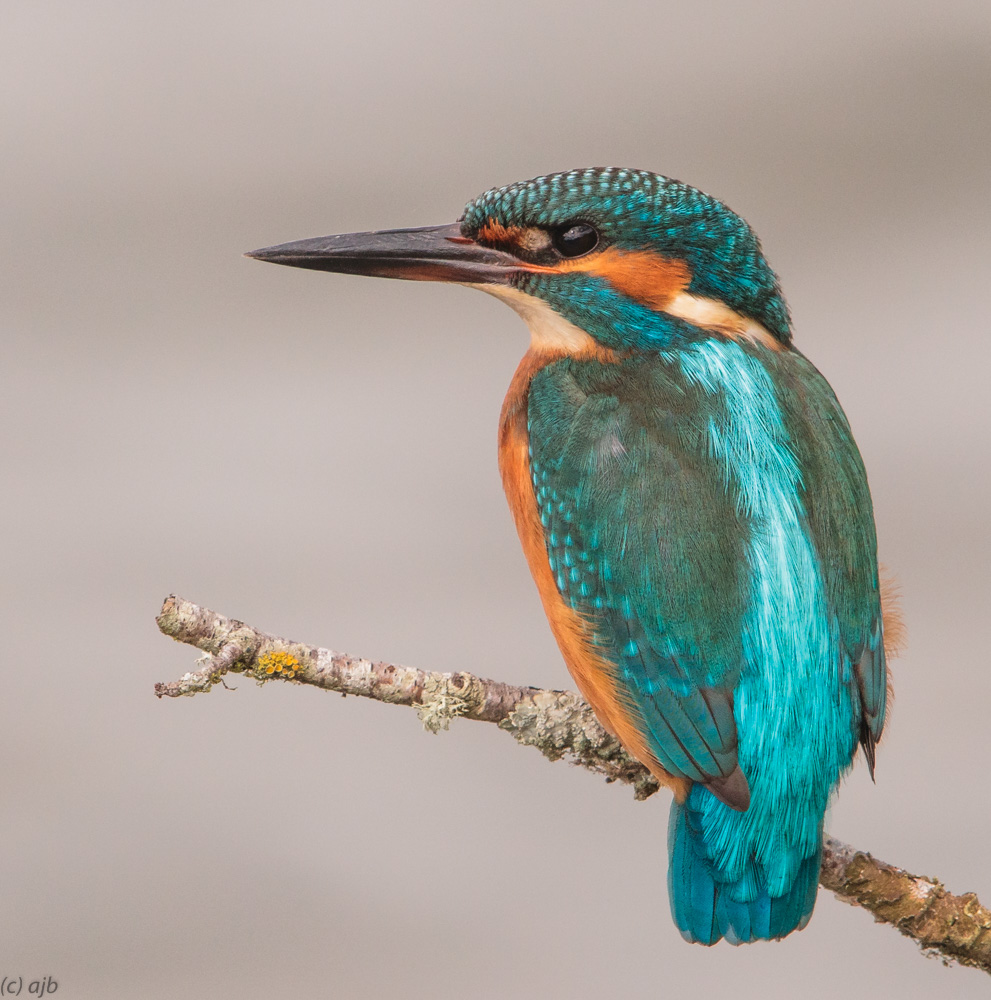 Kingfisher