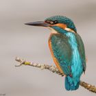 Kingfisher