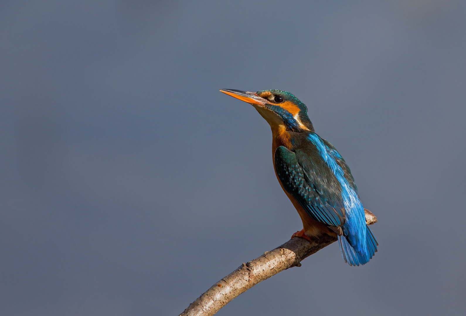 kingfisher