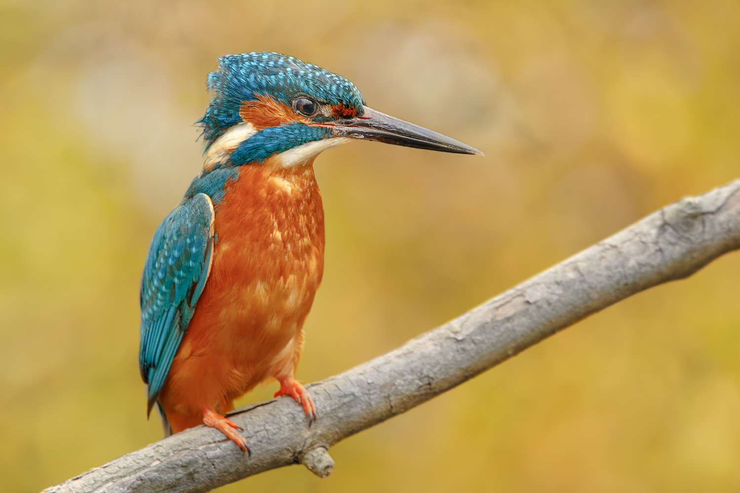  Kingfisher 