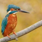  Kingfisher 