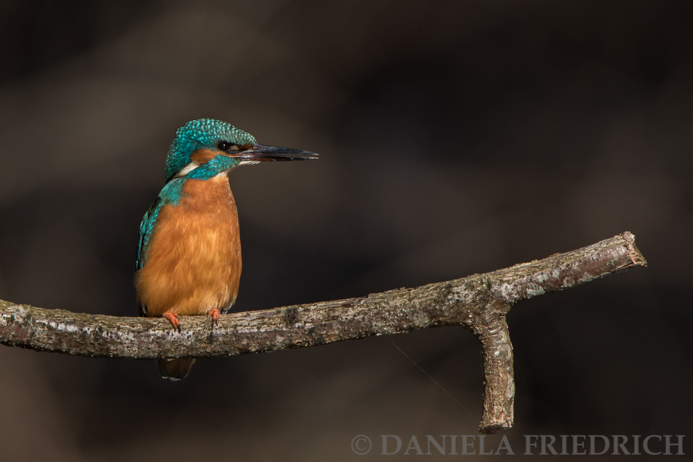 Kingfisher