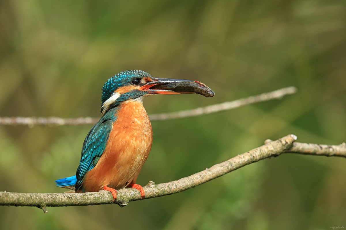 Kingfisher