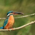 Kingfisher