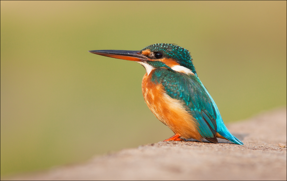 Kingfisher