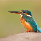 Kingfisher