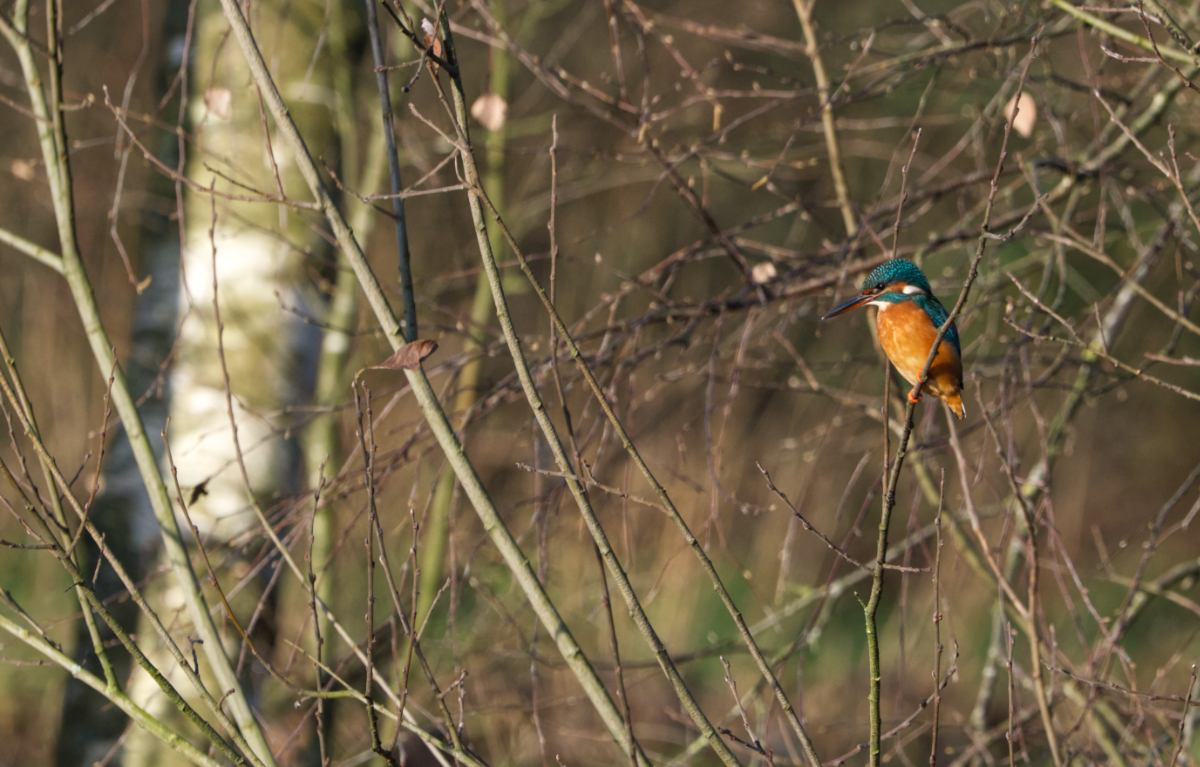 Kingfisher