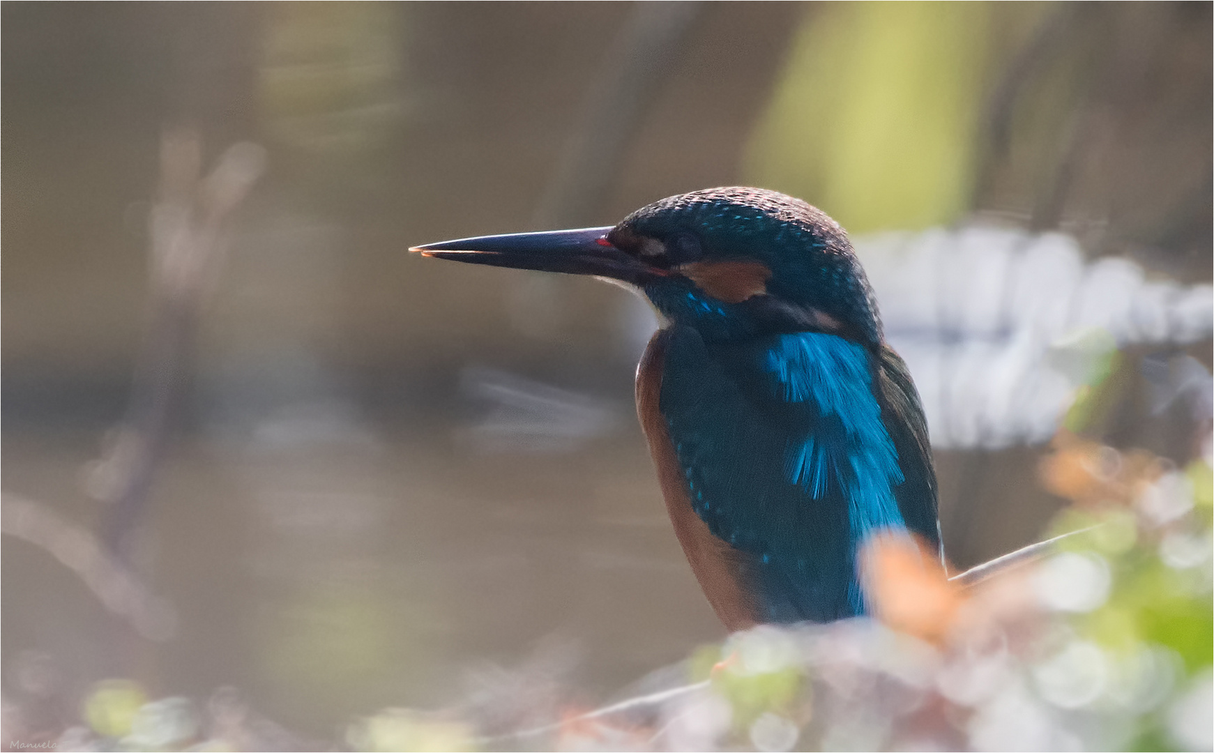 Kingfisher