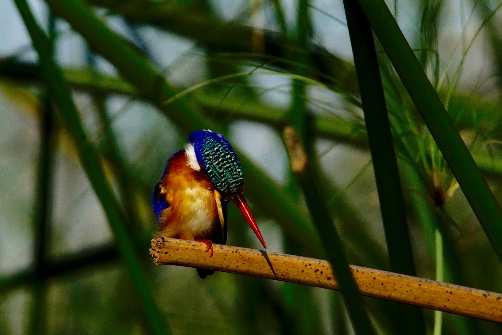 Kingfisher