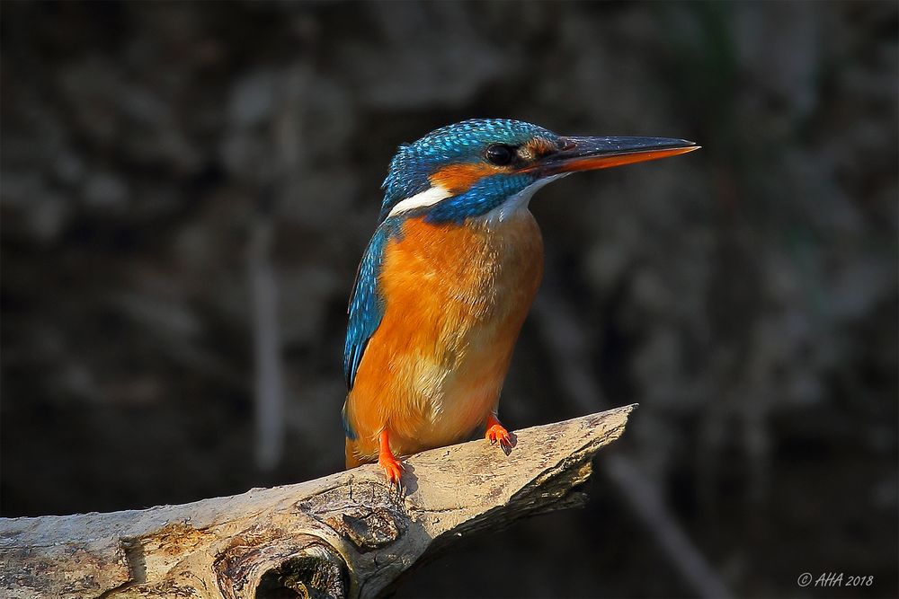 Kingfisher