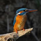 Kingfisher