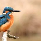 Kingfisher...