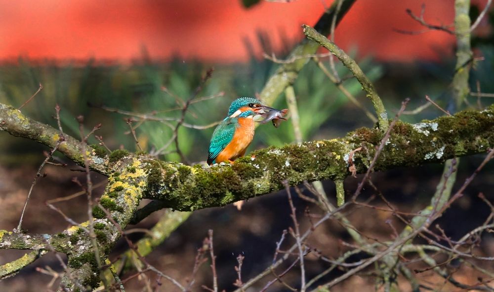 Kingfisher