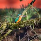 Kingfisher