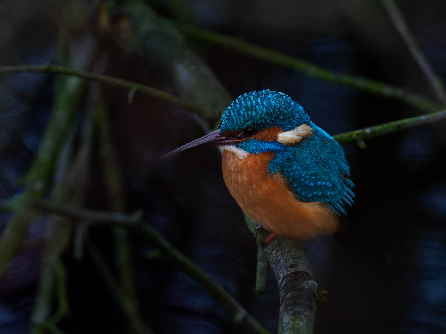 Kingfisher