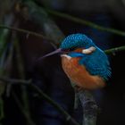 Kingfisher