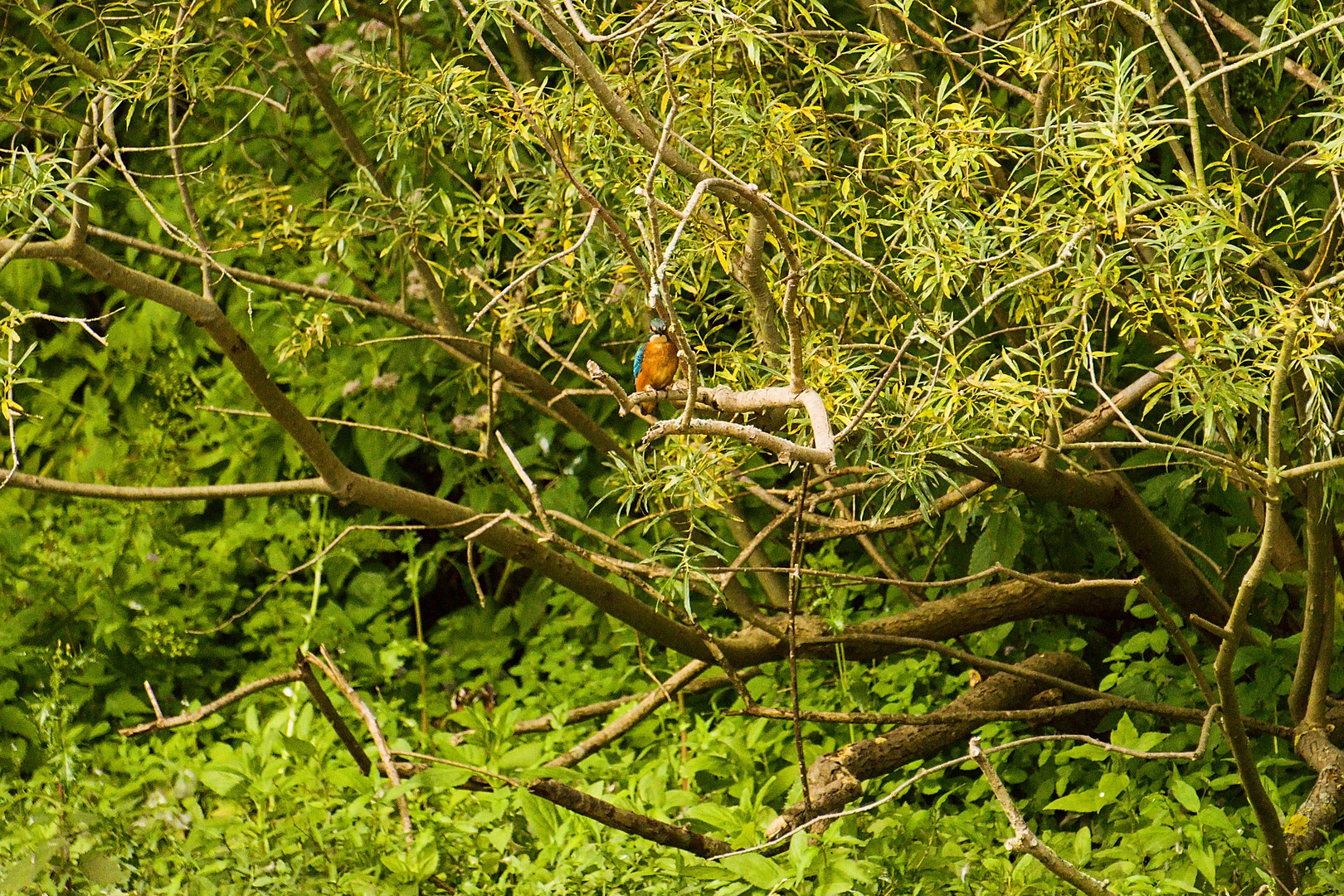 Kingfisher