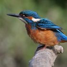 Kingfisher