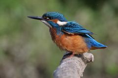 Kingfisher