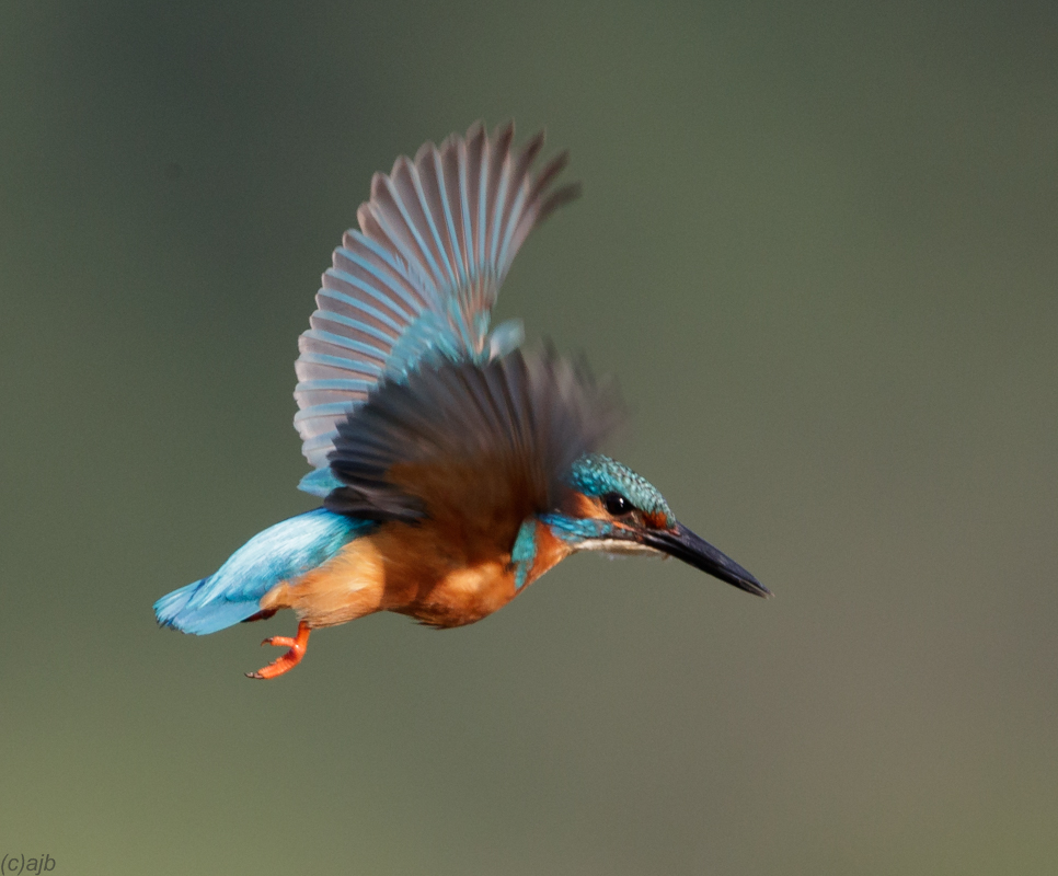 Kingfisher