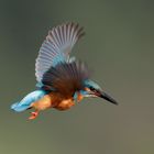 Kingfisher