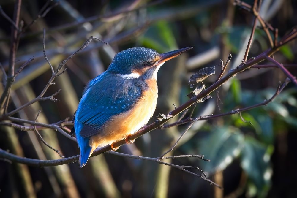 Kingfisher