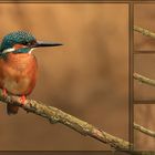 "Kingfisher"