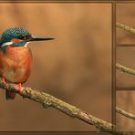 "Kingfisher"