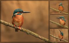 "Kingfisher"