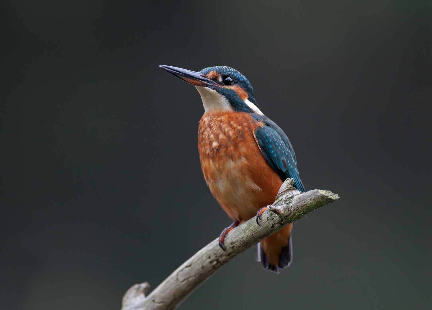 kingfisher