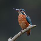 kingfisher