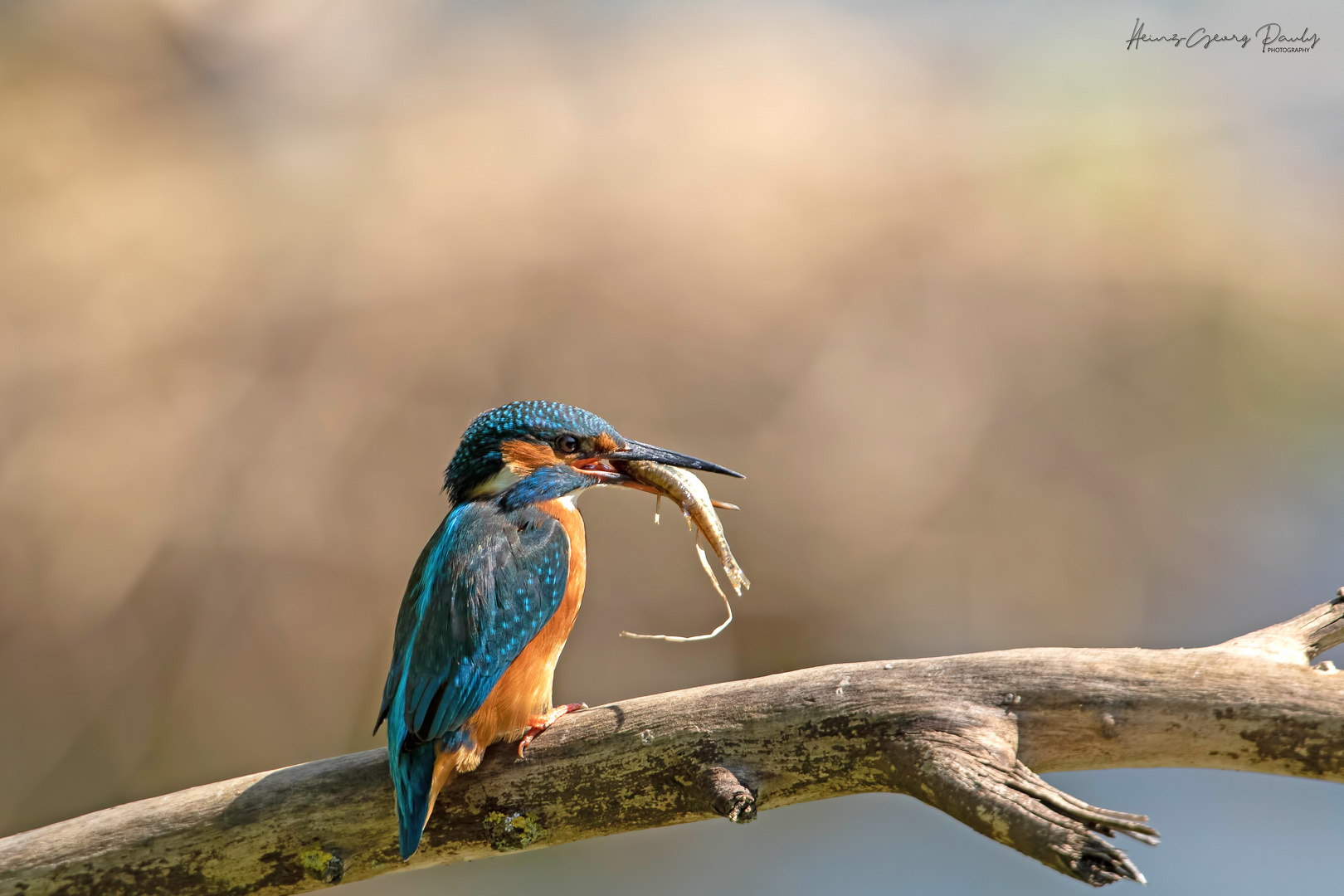 Kingfisher