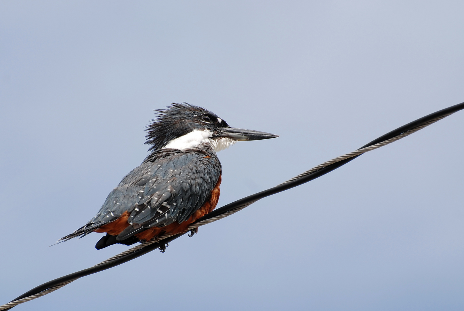 Kingfisher