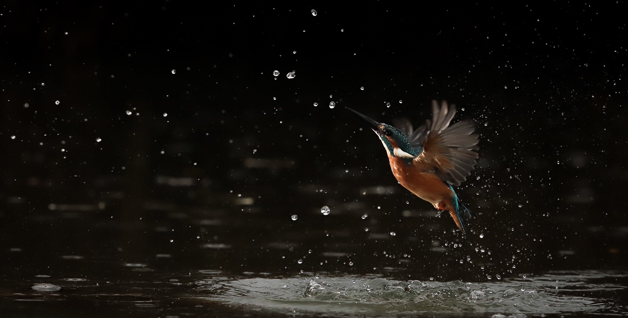 Kingfisher.