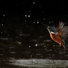 Kingfisher.