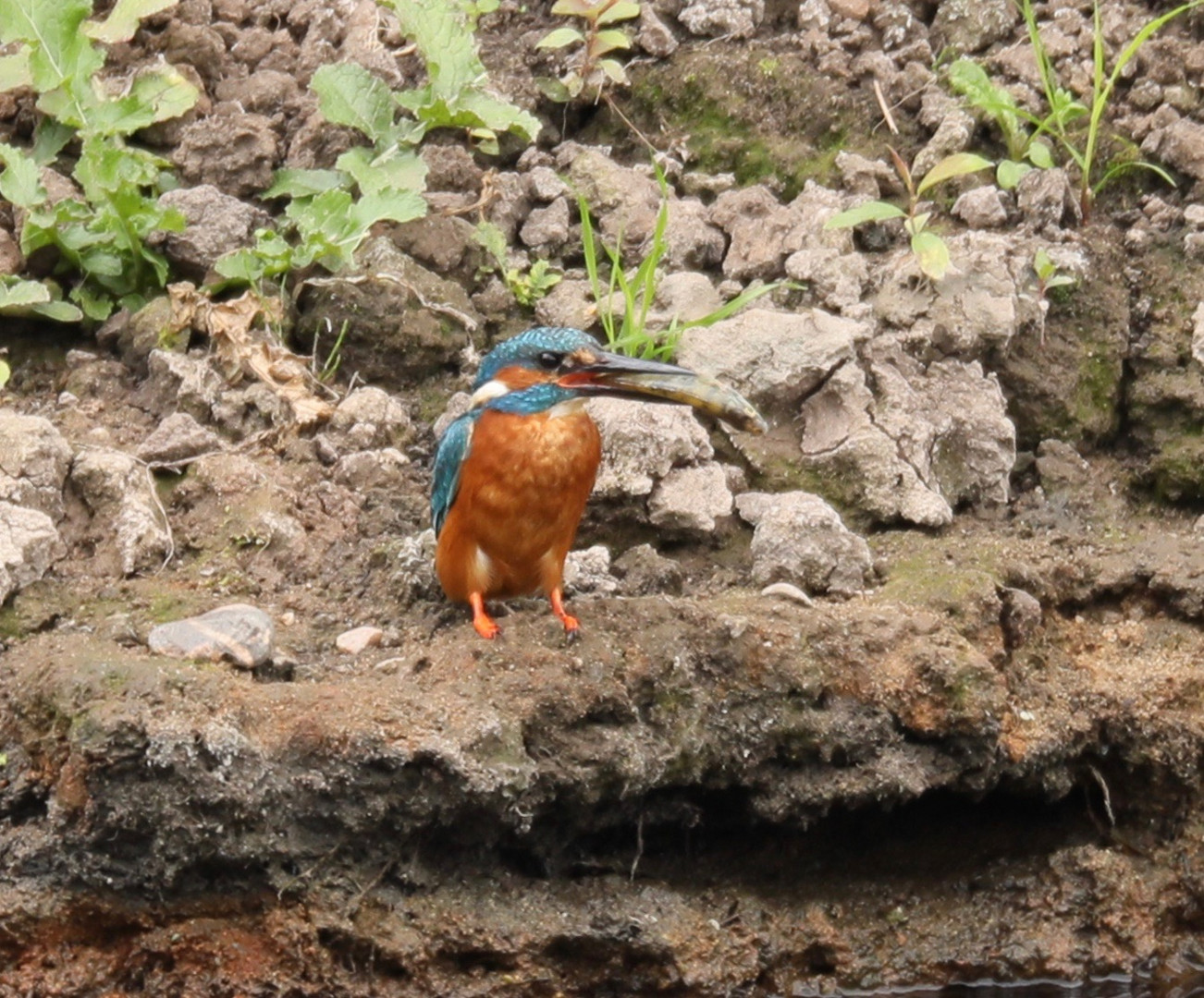 Kingfisher