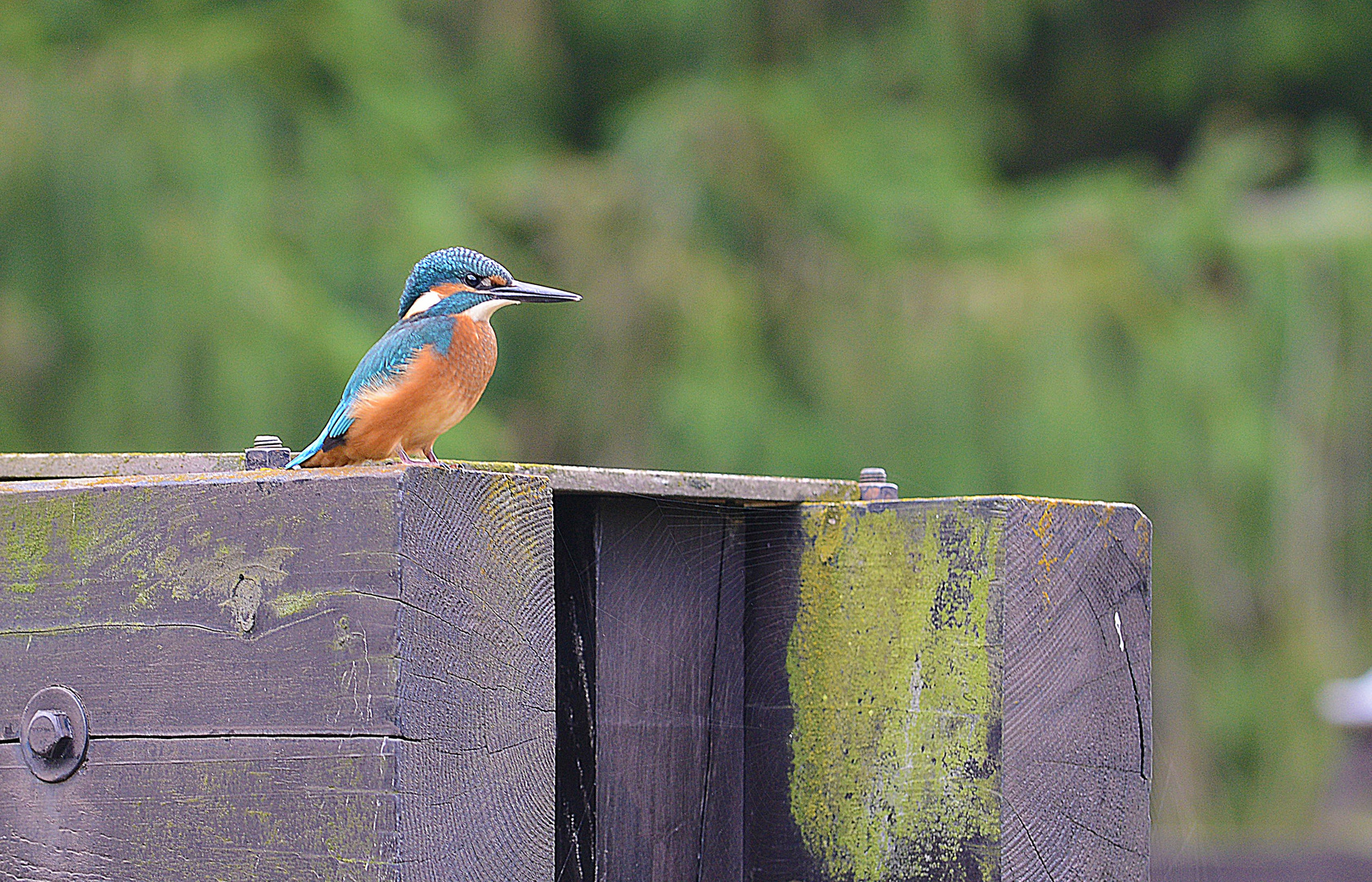 kingfisher