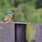 kingfisher