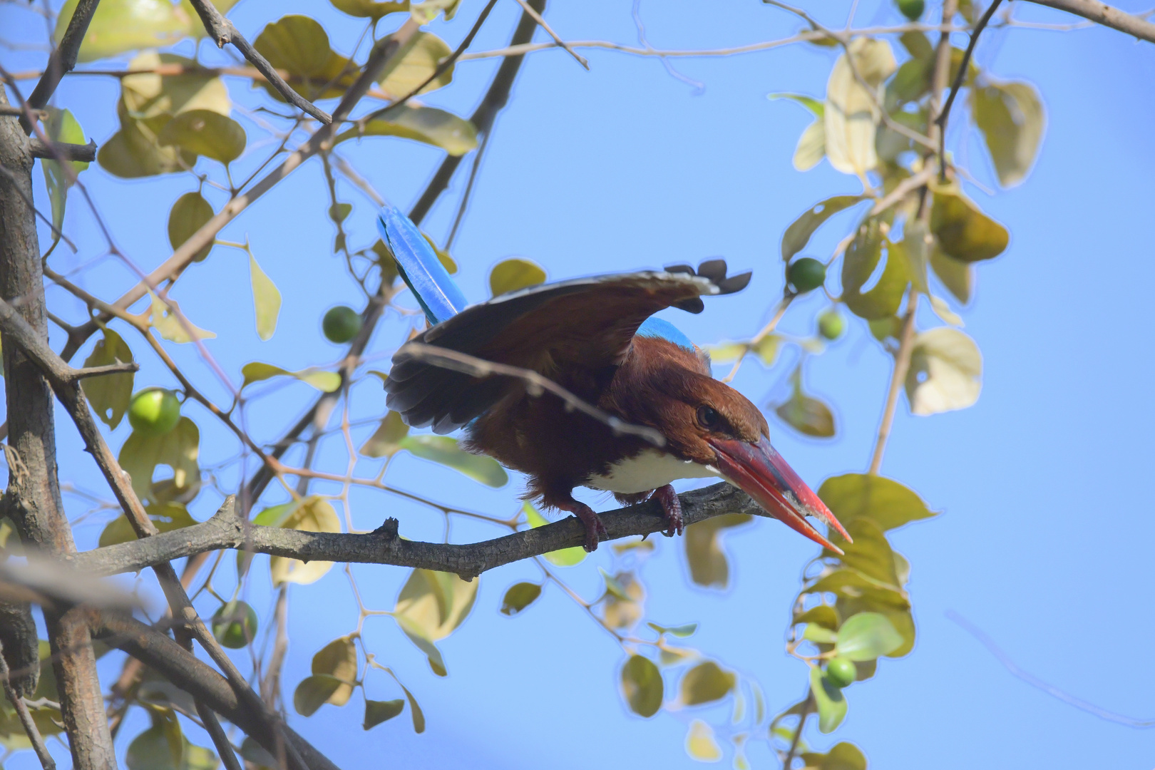 Kingfisher