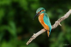 Kingfisher