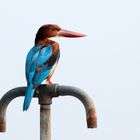 Kingfisher