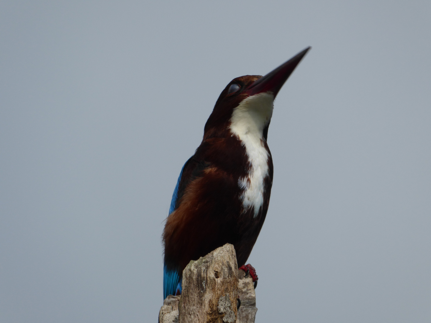 Kingfisher