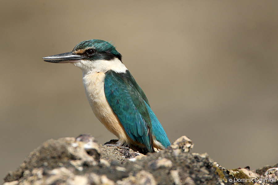 Kingfisher