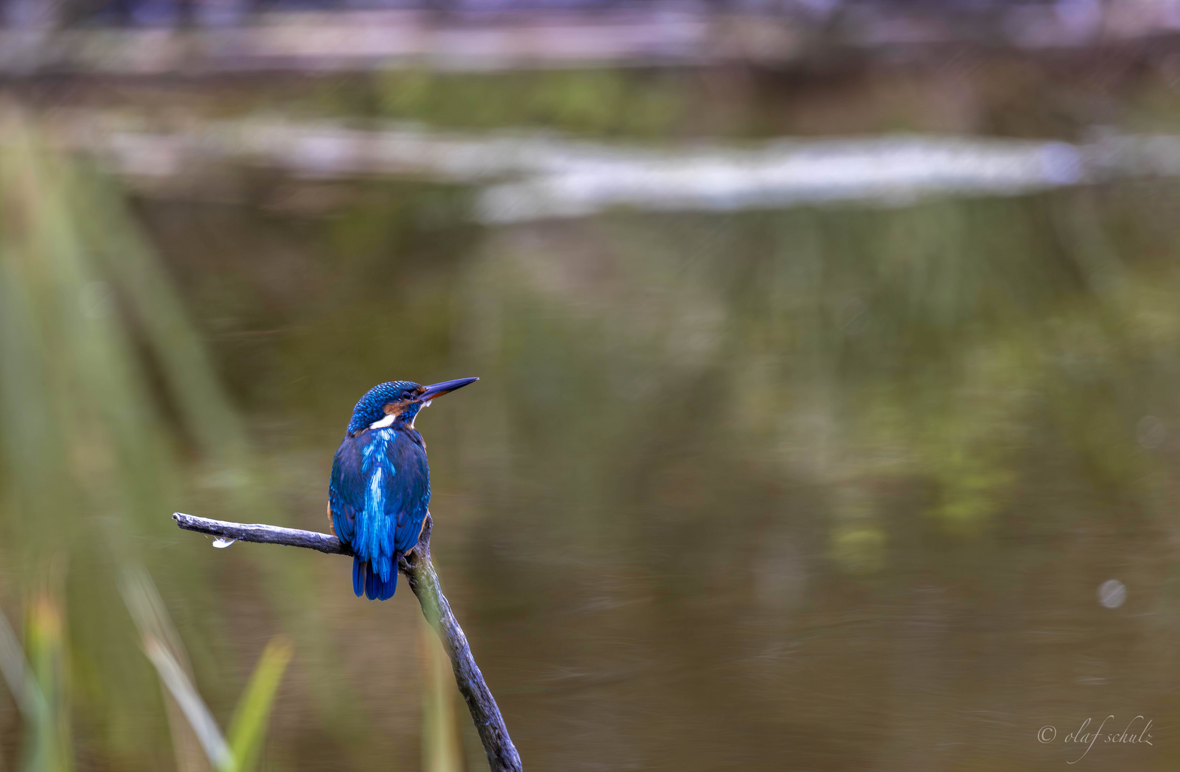 kingfisher