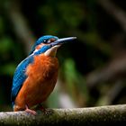 Kingfisher