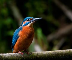 Kingfisher