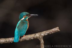 Kingfisher