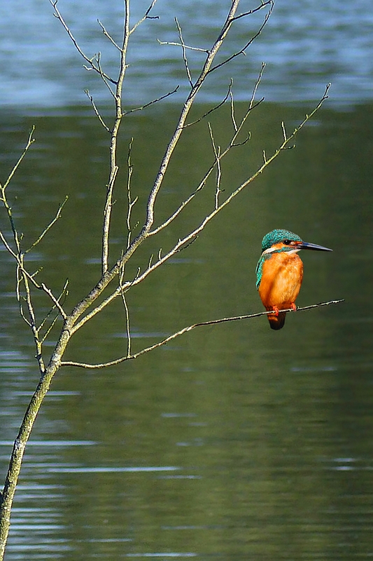 Kingfisher