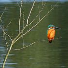 Kingfisher